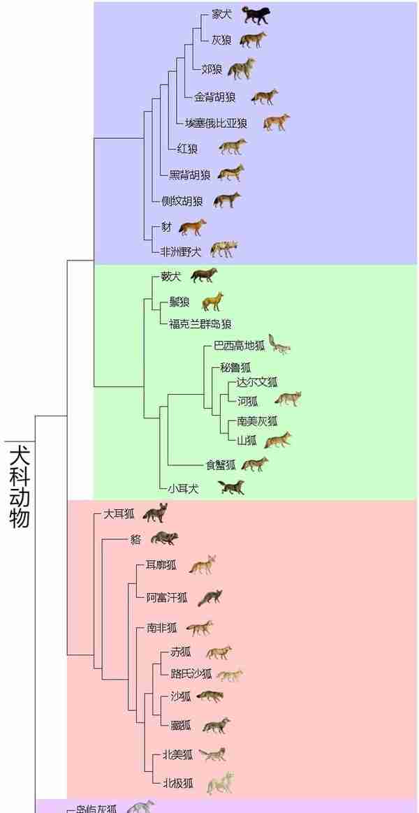 辟谣：狮子被分到犬科了？分类学上并无此结论，狮子仍属猫科