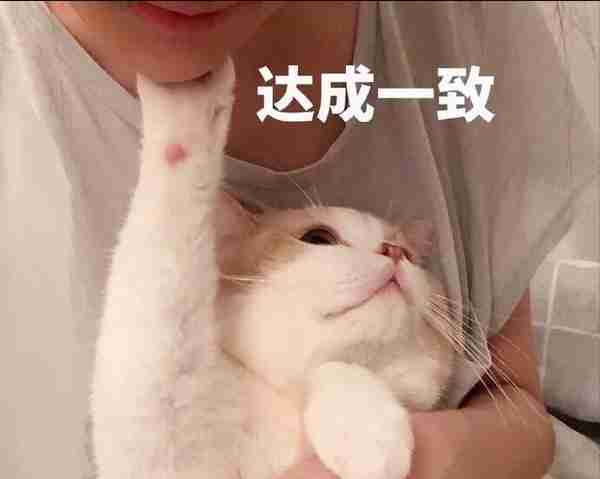 盘点最多猫用的“名字”，你家猫“撞名”了吗？