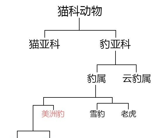 辟谣：狮子被分到犬科了？分类学上并无此结论，狮子仍属猫科