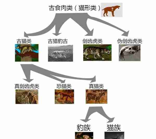 辟谣：狮子被分到犬科了？分类学上并无此结论，狮子仍属猫科