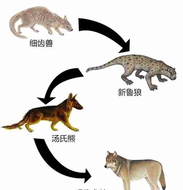 辟谣：狮子被分到犬科了？分类学上并无此结论，狮子仍属猫科