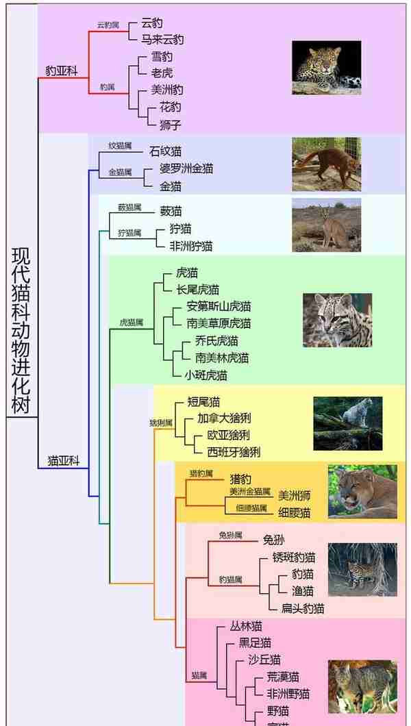 辟谣：狮子被分到犬科了？分类学上并无此结论，狮子仍属猫科