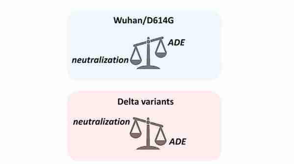 法国研究称Delta发生ADE，外网吵起来了