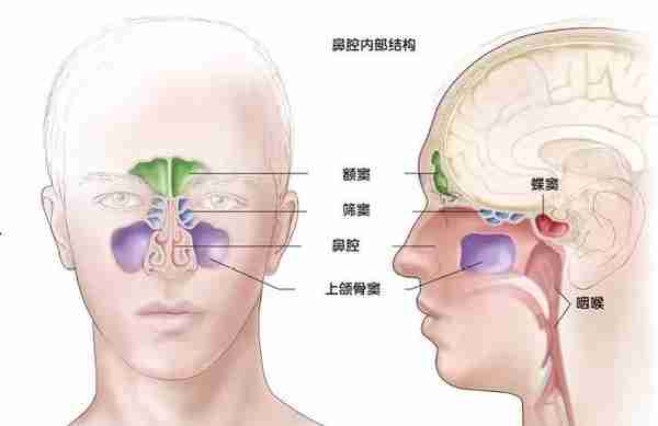 鼻孔也有“轮班制”