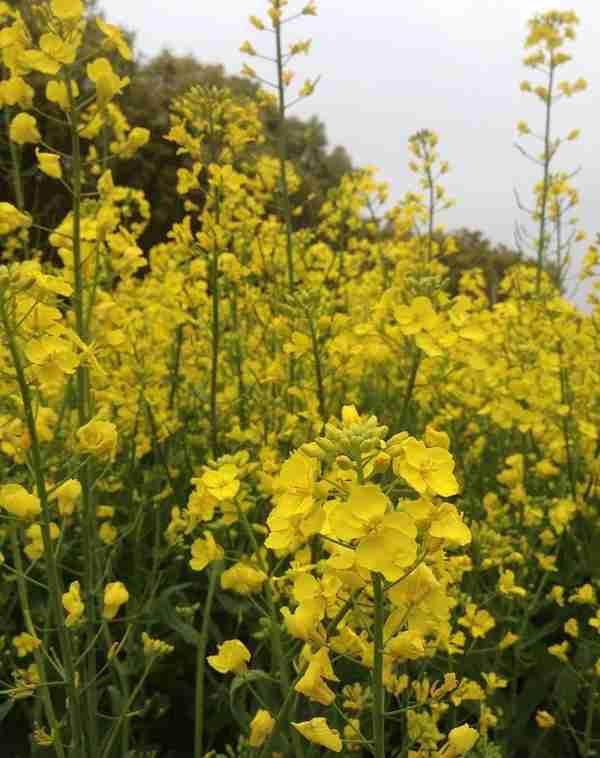 兴化垛田油菜花景区