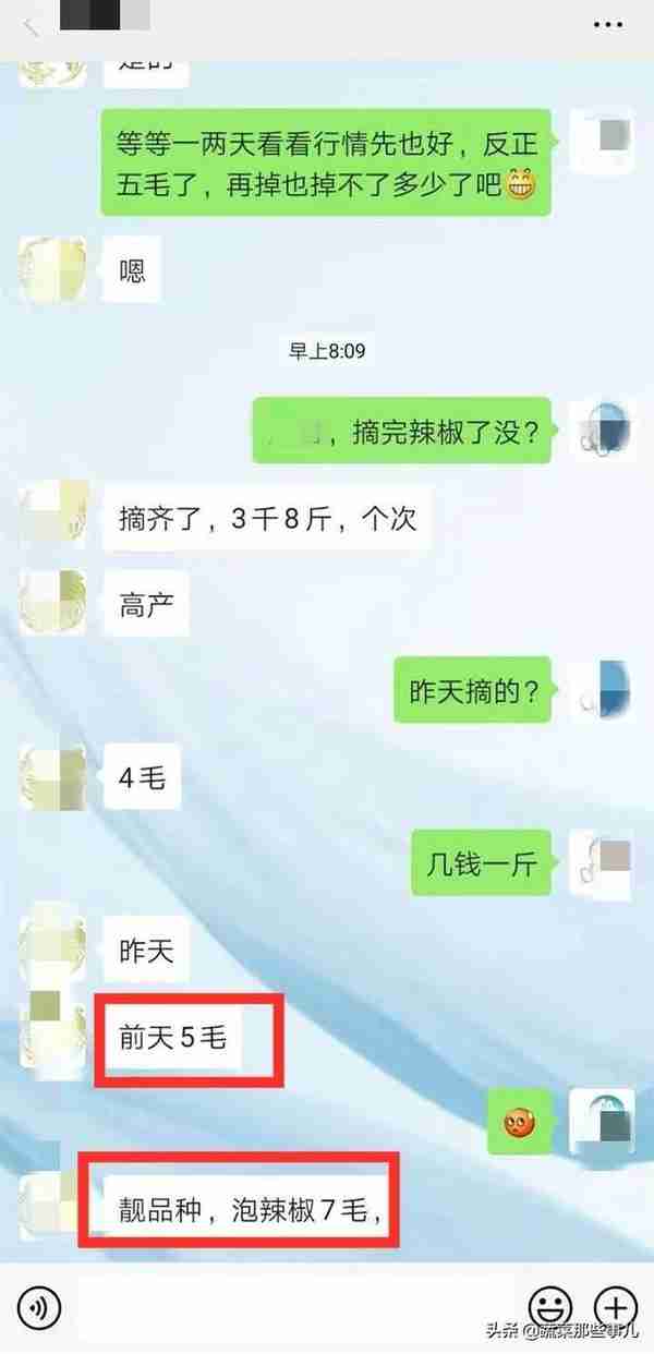 螺丝椒、线椒、泡椒...谁的行情最惨？春节前的行情只能死翘翘了吗？