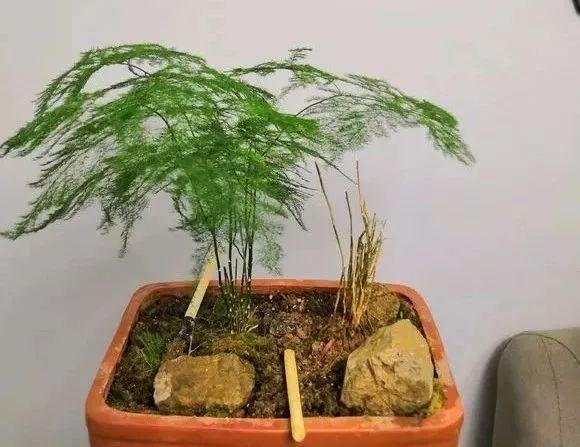 这30种耐阴花，品位高上档次，一养就上瘾！