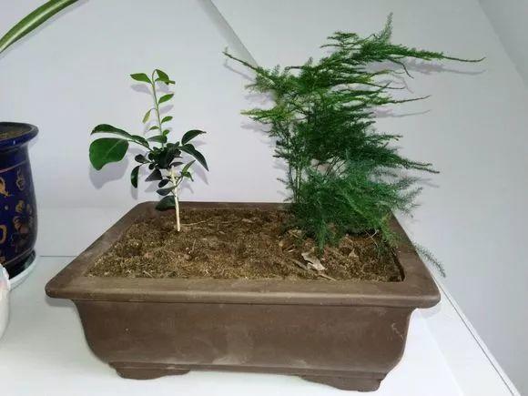 这30种耐阴花，品位高上档次，一养就上瘾！