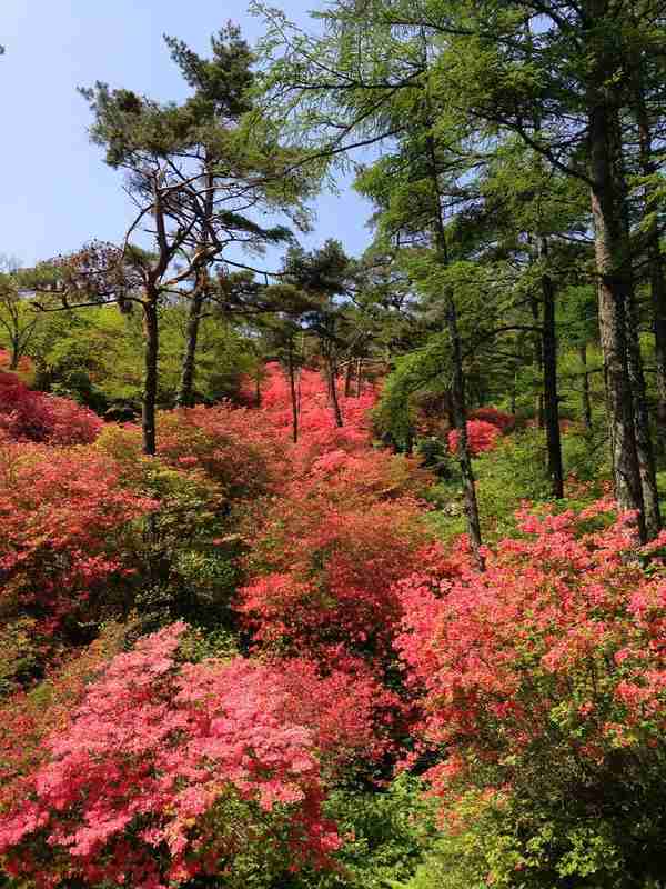 中国麻城杜鹃花(麻城杜鹃花最佳观赏时间)