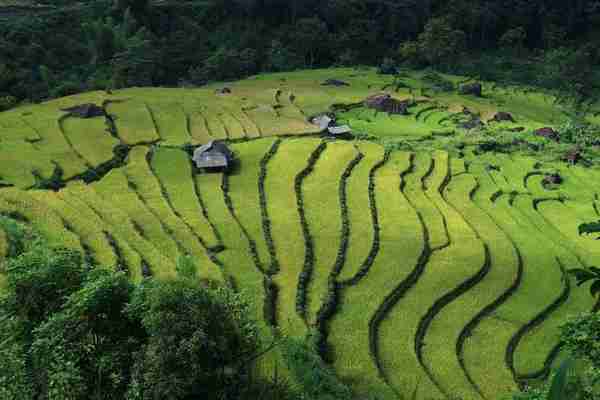 龙门岛茶叶