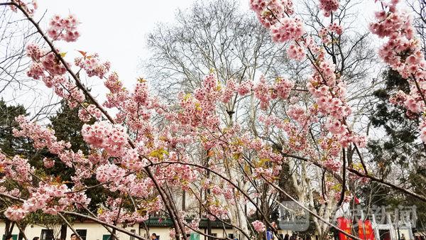 荔枝说：不忽悠！这份真·2019赏樱攻略带你看遍南京樱花~