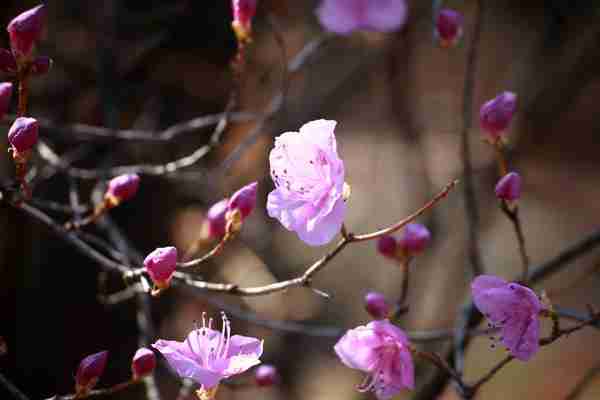 中国麻城杜鹃花