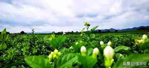 茉莉花茶是“鄙视链”底端？看这些爱花茶的名人如何啪啪打脸