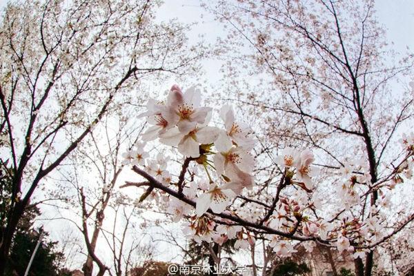 荔枝说：不忽悠！这份真·2019赏樱攻略带你看遍南京樱花~