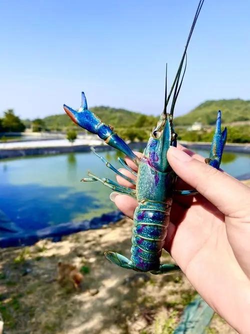 从出生到成熟，极品美食澳洲龙虾，注意这几点便可成为养殖高手