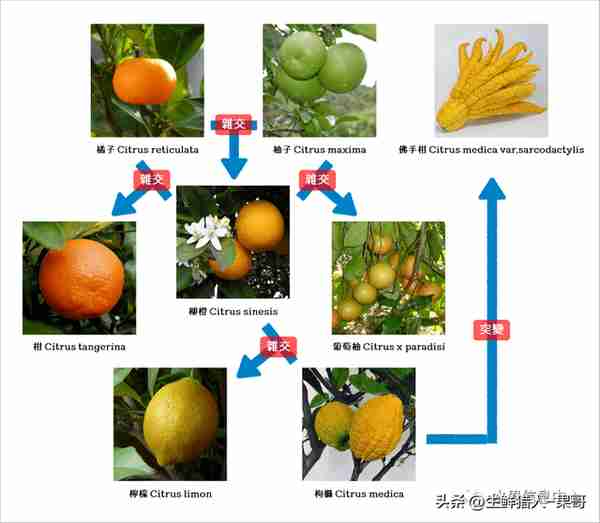 金桔品种你了解多少？中国产地有哪些？（一文全告诉你）